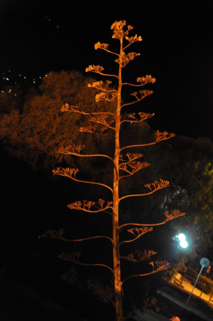 DSC_0029.jpg