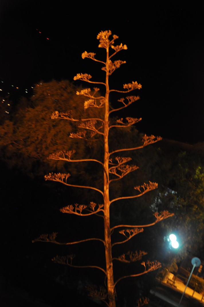 DSC_0030.jpg